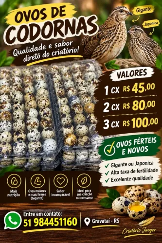 Ovos de codornas férteis 