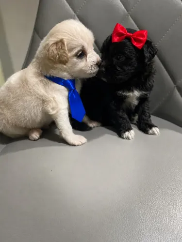 Poodle com maltês