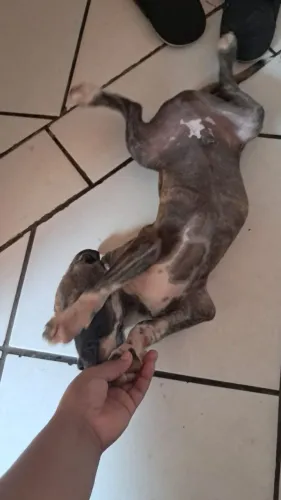 Doa-se 2 filhotes de cachorro