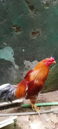 Galos a venda a partir de 70,00reais