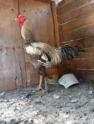 Frango gigante