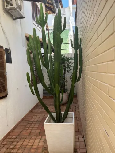 Cacto ?
