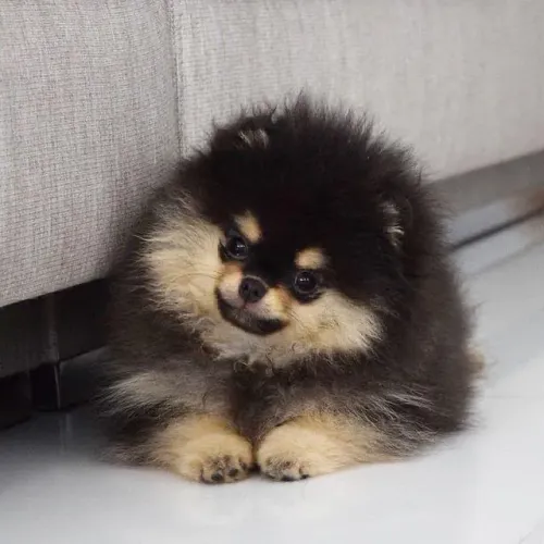 Lulu da pomerania / Spitz alemão
