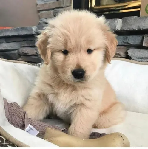 Golden fofo 