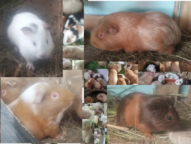 Porquinhos da Índia machos e fêmeas