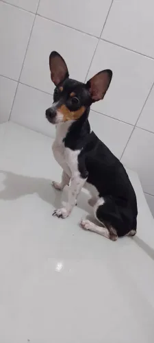 Cachorro macho Pinscher! Tem 1 Ano