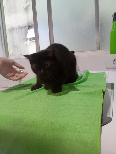 Doação gata 