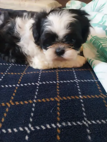 Cachorro shih tzu