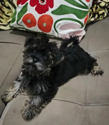 Yorkshire terrier mini