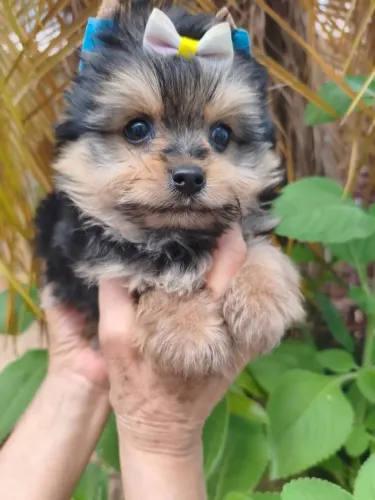 Lindo filhotinho de Yorkshire pronto para um novo lar - consulte!