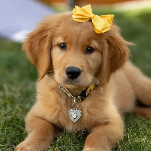 Golden Um cachorro que conquista sem esforço