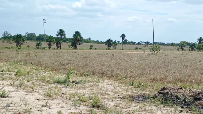 Vendo uma área de chácara no Bom Intento,50 de frente 380 de lateral