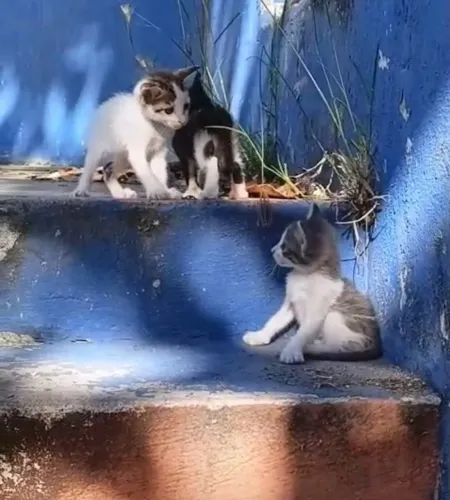 Gatinhos pra adoção ( fêmea