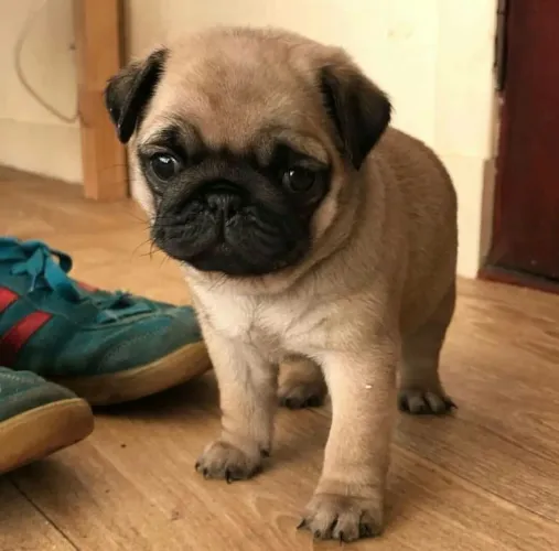 Pug - Um Cachorrinho Que Chama Atenção Por Onde Passa