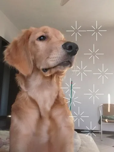 Filhote golden retriever