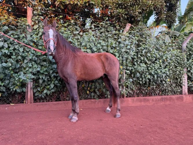 Cavalo Mangalarga Marcha Picada 