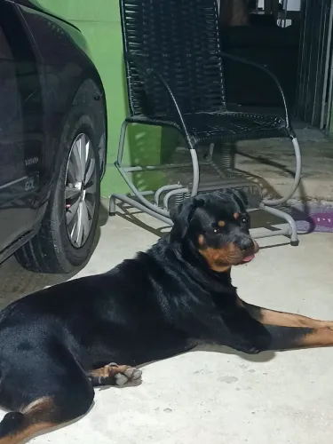 Vende-se Rottweiler Fêmea de 1 ano e 6 meses