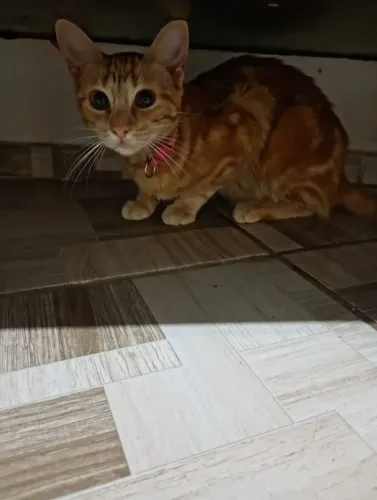 Gatas de 6 meses para adoção