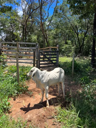 Bezerro premium tabapuã 