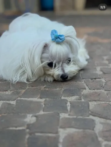 Maltês encanta com sua fofura e personalidade encantadora