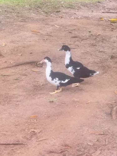 Vende casal Patos