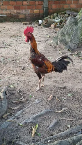 Galo porte grande 