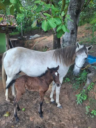 Vendo égua com potrinha