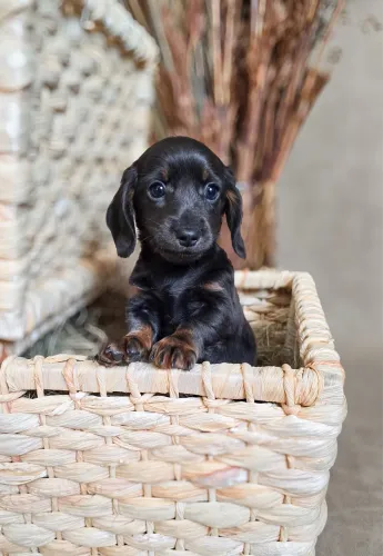 Dachshund Blue pelo longo