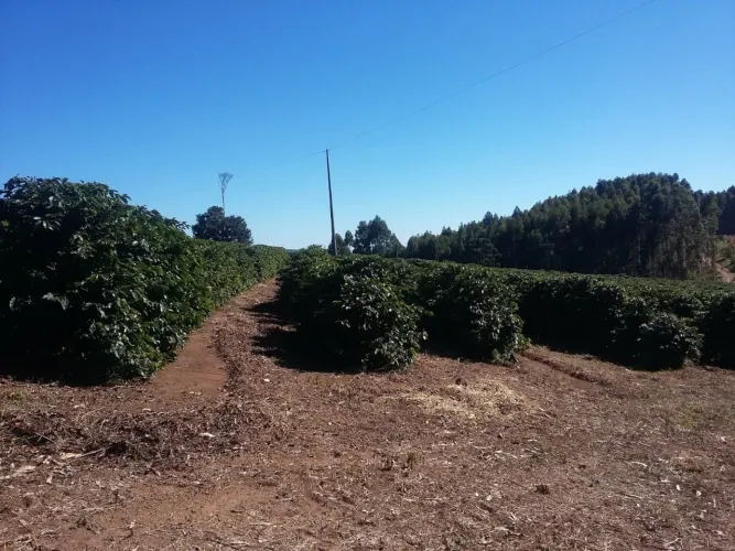 Fazenda Tripla Aptidão com 680 Hectares, 250 Mil Pés de Café, 300 Mil Pés de Eucalipto, Pa