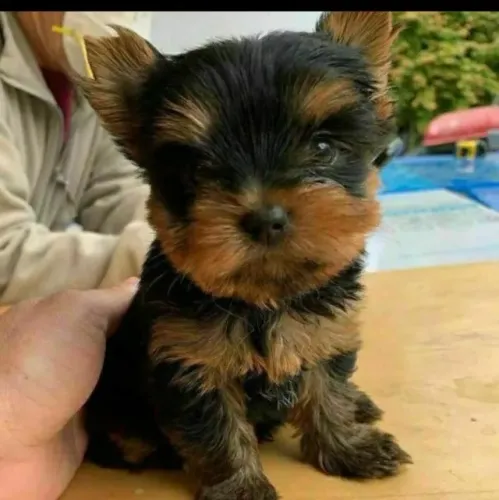 Filhote de Yorkshire Com Muito Charme Para Conquistar Sua Família