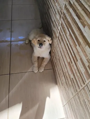 Golden retriever filhote!