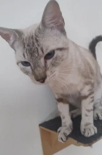 Doa-se gatos