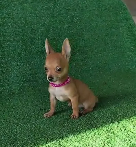 Pinscher  vacina importada adestrada
