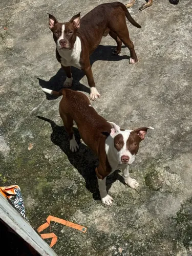 Pitbull