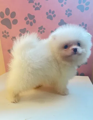 CACFHIRRO ( SPITZ ALEMÃO) LULU 