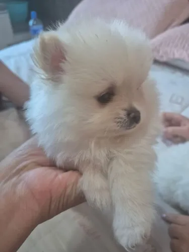 Filhotes de Spitz Alemão (Lulu da pomerânia)
