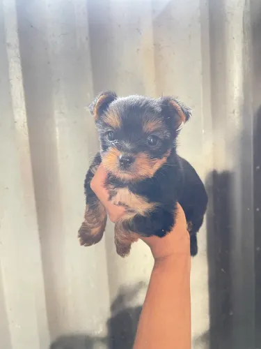 Yorkshire Terrier 