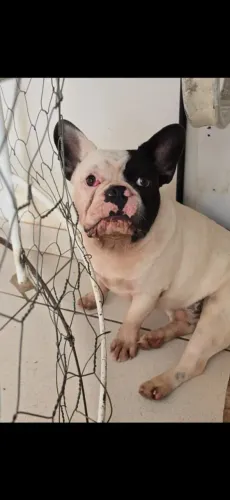 Doação Bulldog Francês 1 ano