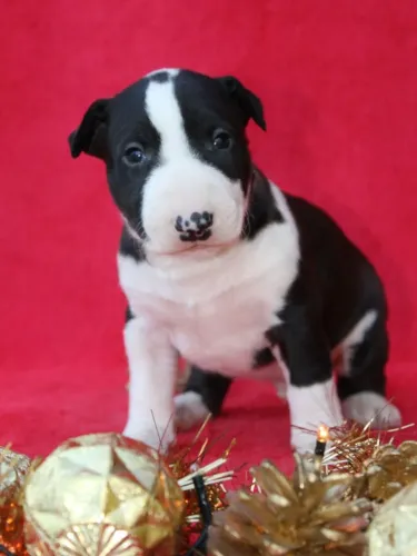 Bull Terrier Inglês LIndos filhotes com excelente padrão da raça, todos com Pedigree