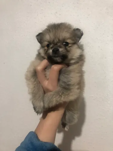 spitz macho
