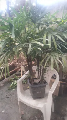 Palmeira ráfia