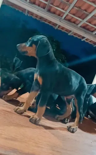 VENDE-SE FILHOTES DE DOBERMAN EUROPEU. 