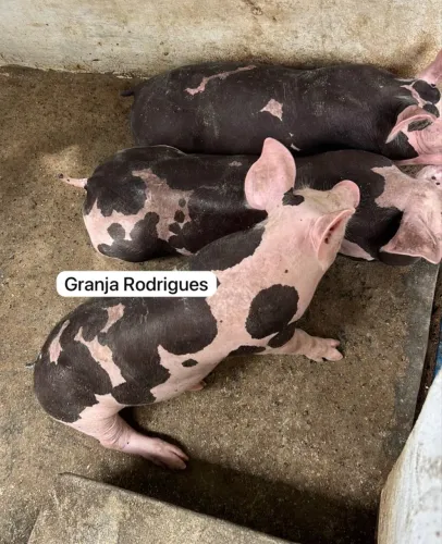 Porcos para seu plantel.