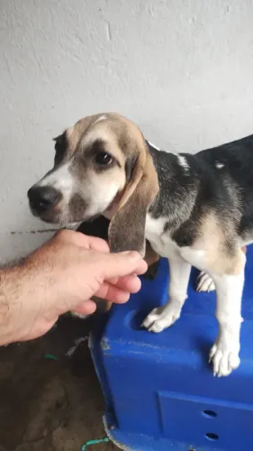 Beagle macho com salsicha cruza acidental