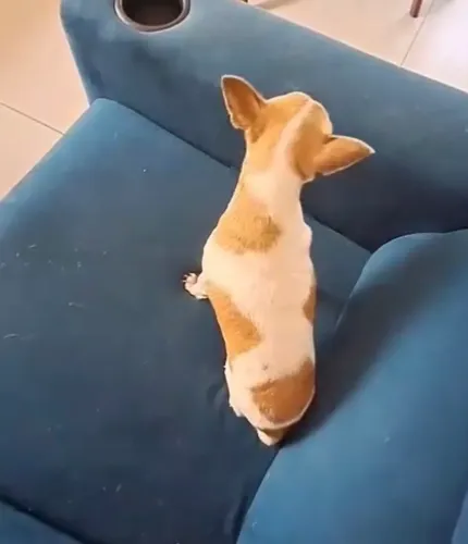 Fêmea de Chihuahua leia o anúncio