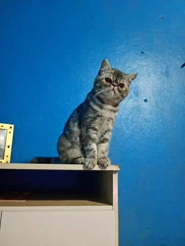 Gata filhote exótica com pedigree 