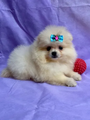 Spitz alemao femea