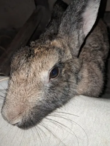 Coelho