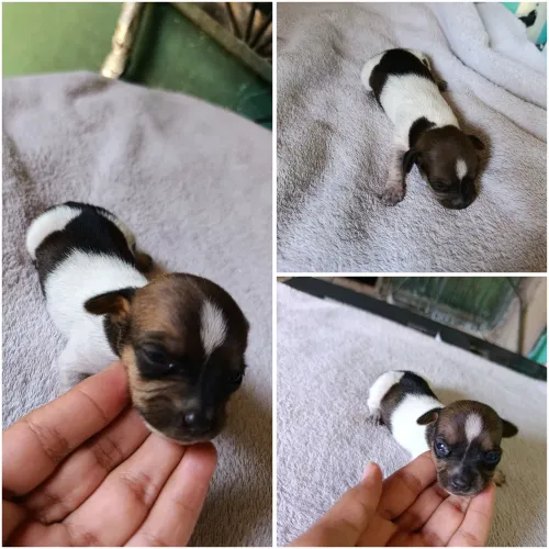 Pincher fêmea pequenininha 