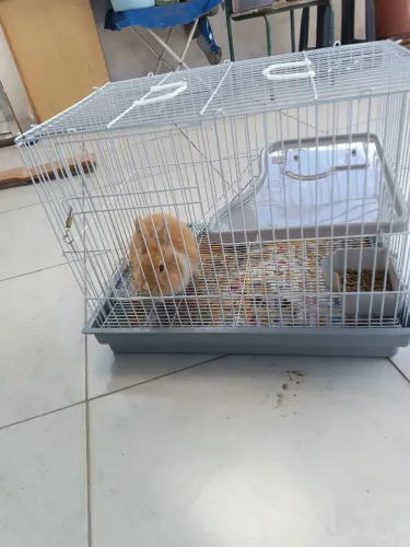 Vendo míni coelho com gaiola valor$220,00